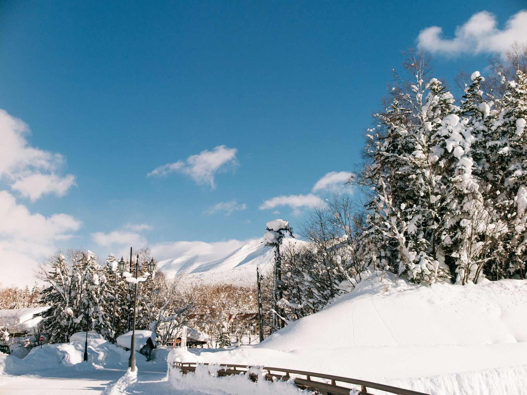 青空と雪の木立