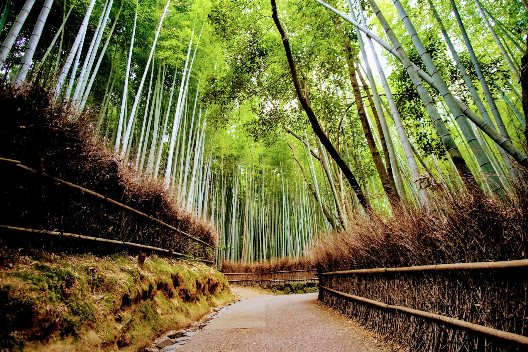 嵐山の竹林の小道
